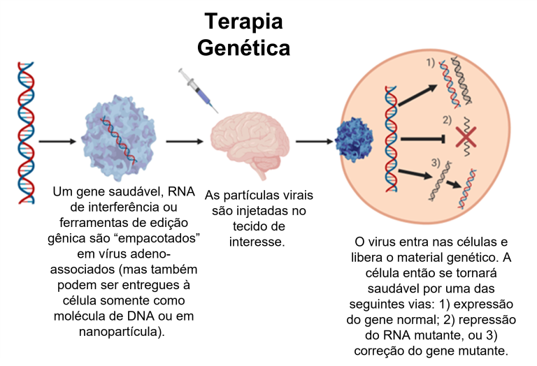 Etapas Do Processo De Terapia Genetica Terapia Genica E Seu Futuro