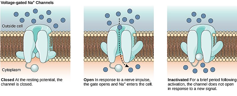 Snapshot: What is an ion channel? - National Ataxia Foundation