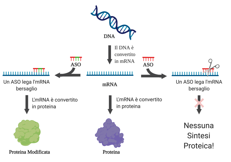 2 minuti di Scienza: Cosa sono I nucleotidi antisenso? - National