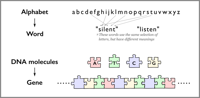 gene dna sequence