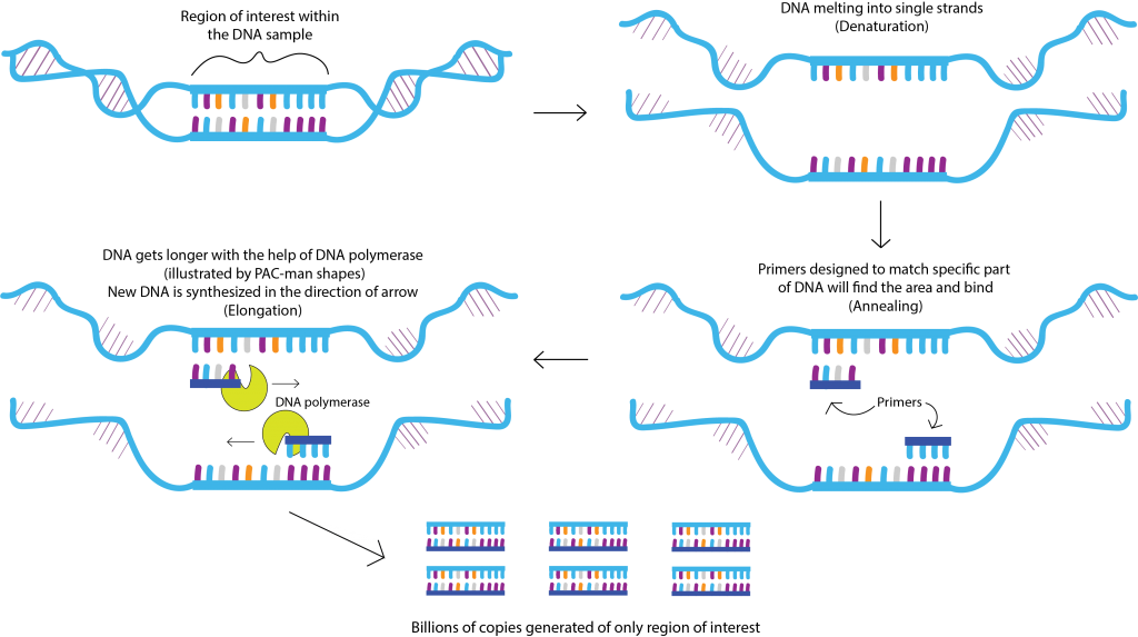 Snapshot: What is Polymerase Chain Reaction (PCR)? - National ...
