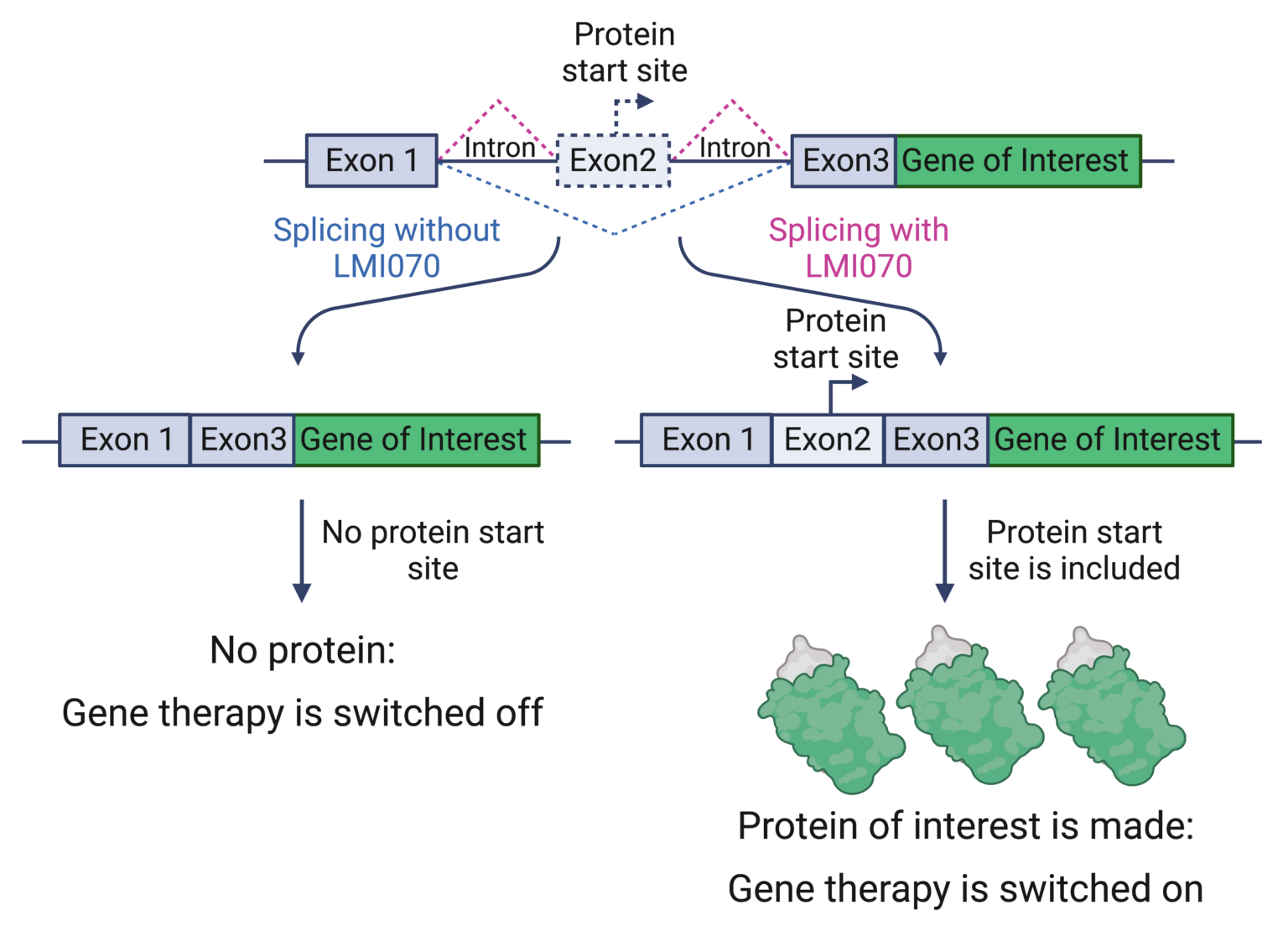 Developing an ON/OFF switch for gene therapy - National Ataxia Foundation
