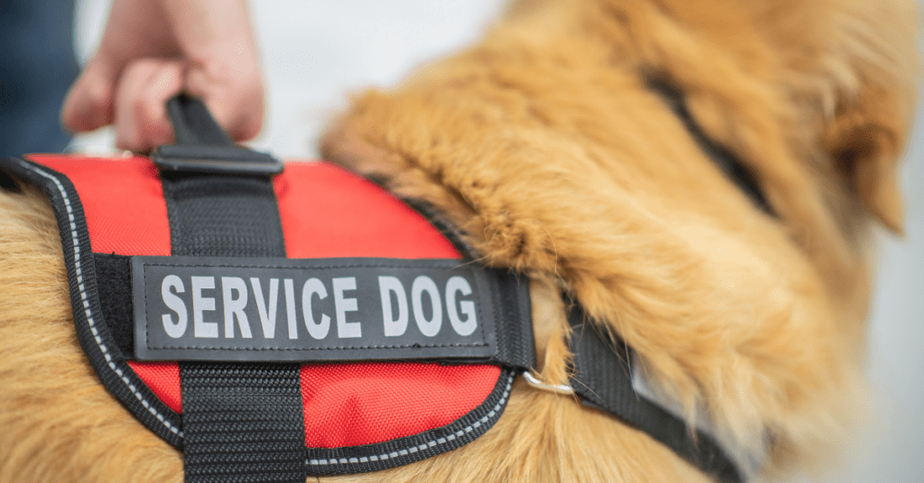 Service dog lead hotsell