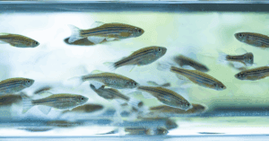 Zebrafish Webinar Featured Image