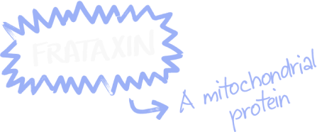 Frataxin bubble text