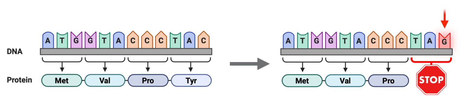 Snapshot: What Are Nonsense Mutations? - National Ataxia Foundation